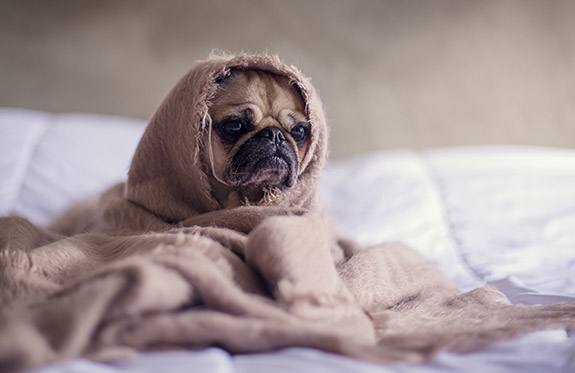 Pug in blanket looking lonely