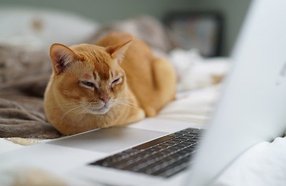 Cat sitting on bed looking at laptop screen