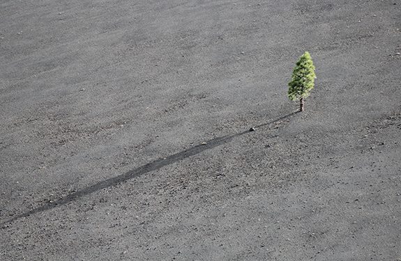 A single tree symbolizing a student feeling lonely
