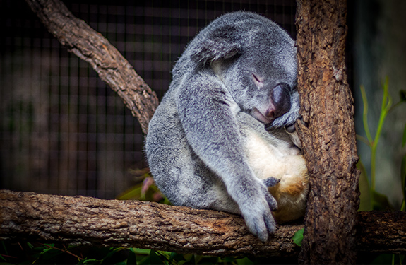 Tired Koala resting in tree